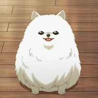 Moco (Dog)