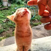 meoww