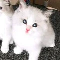ming