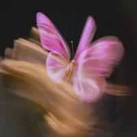 Butterfly 🦋 (author)