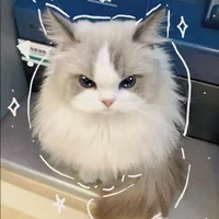 Meow 1
