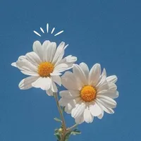 daisies(reader)