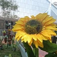 Sunflower 🌻