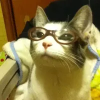 Gato