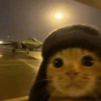 кот