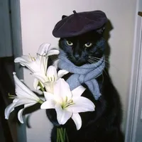 Chat