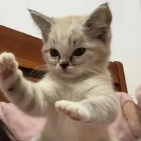 Meow~