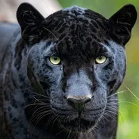 Bagheera
