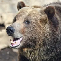 Baloo