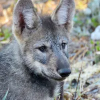 Pup