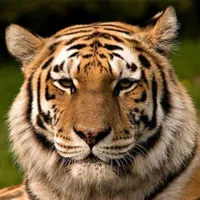 Sher Khan