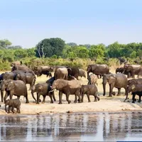 Elephants