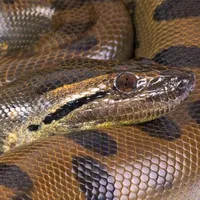 Kaa