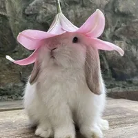 mimi