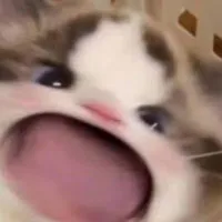 Lovesick catto