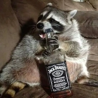 Drunk racoonie