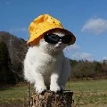 hojoeng (kucing hyejim)