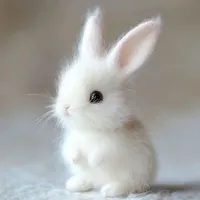 Bunny (Jungkook)
