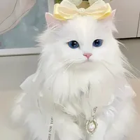 @ꪜ𝓲𝓪𝓷 ☾︎♡︎☽︎ 