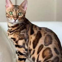 Bengal Cat