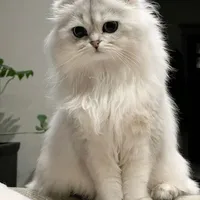 Scottish Fold