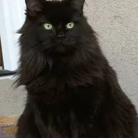 Norwegian Forest Cat