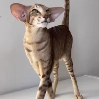 Oriental Shorthair