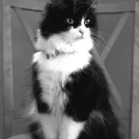 Turkish Angora