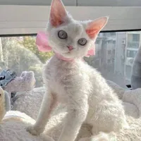 Devon Rex
