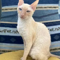 Cornish Rex