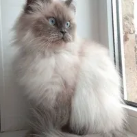 Himalayan Cat
