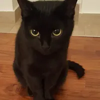 Bombay Cat