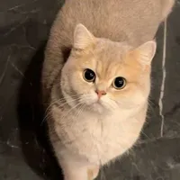 Ace