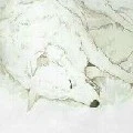 Lobo