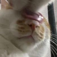 meow