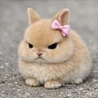 angry bunny