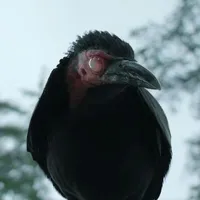 Sebastian