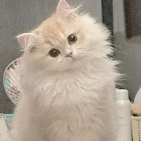 Mochi