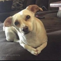 Author🎀