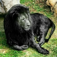 black lion