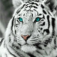 white tiger
