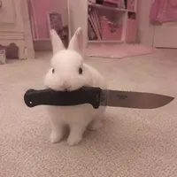 BUNNY