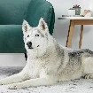 dogs