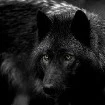 Lobo