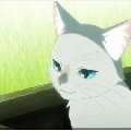 gato
