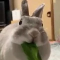 ซันซัน