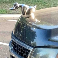 Duck 🦆  