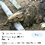 scp 682