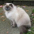 Lilly