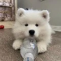 โนโซมุ